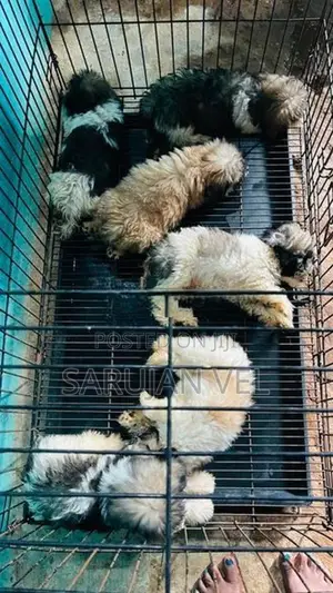 Shitzhu Puppies
