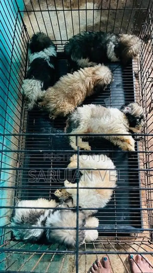 Shitzhu Puppies