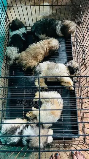 Shitzhu Puppies
