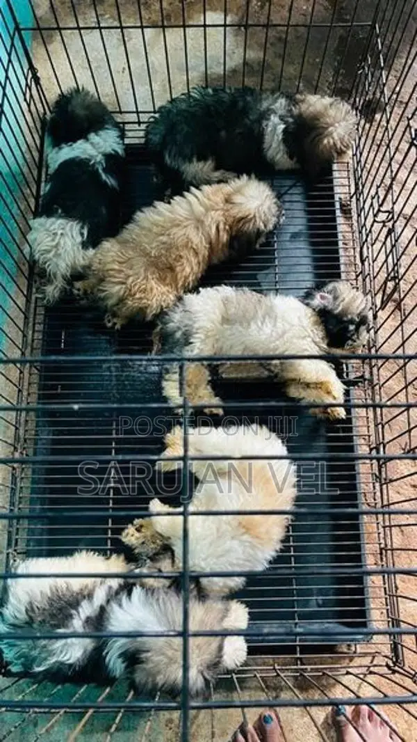 Shitzhu Puppies