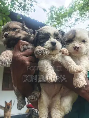 Shih Tzu Puppies