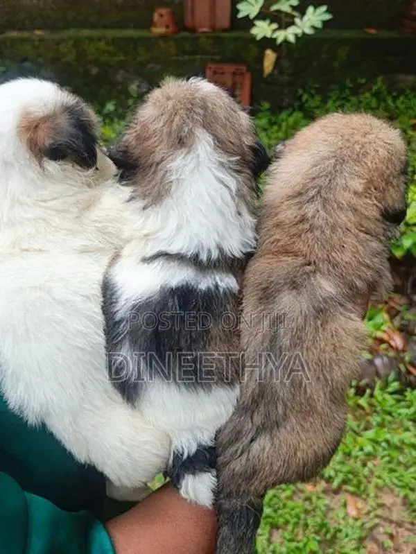 Shih Tzu Puppies