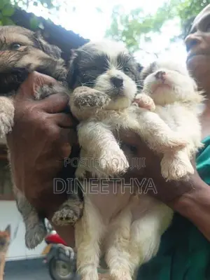 Shih Tzu Puppies