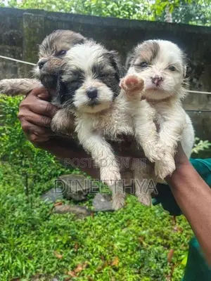 Shih Tzu Puppies