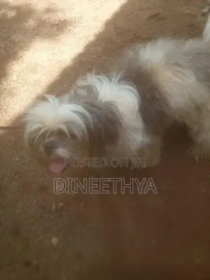 Shih Tzu Puppies