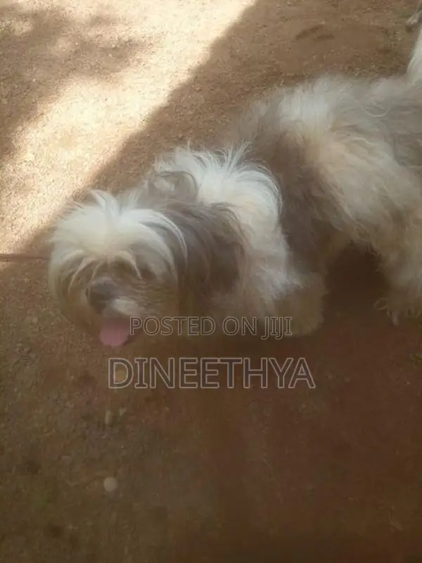 Shih Tzu Puppies
