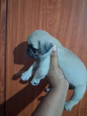 Top Quality First Litter Pug Puppies