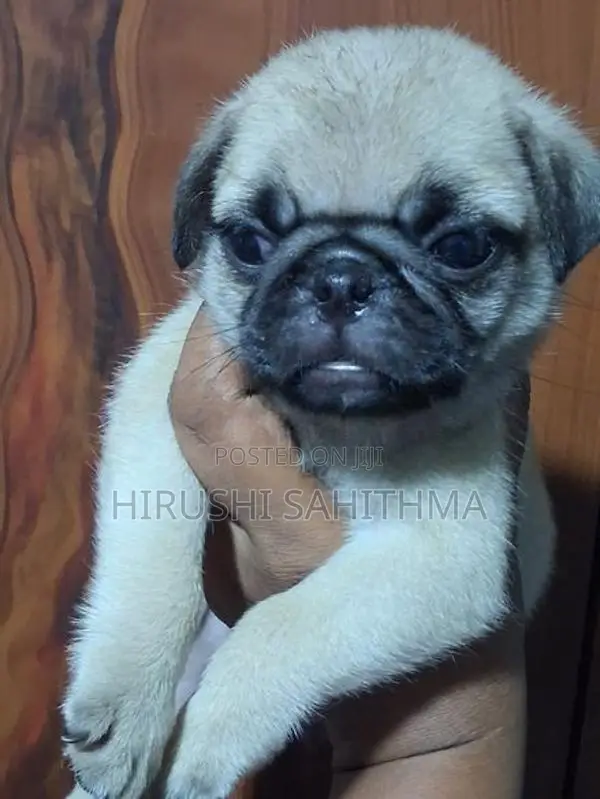 Top Quality First Litter Pug Puppies