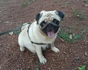 Top Quality First Litter Pug Puppies