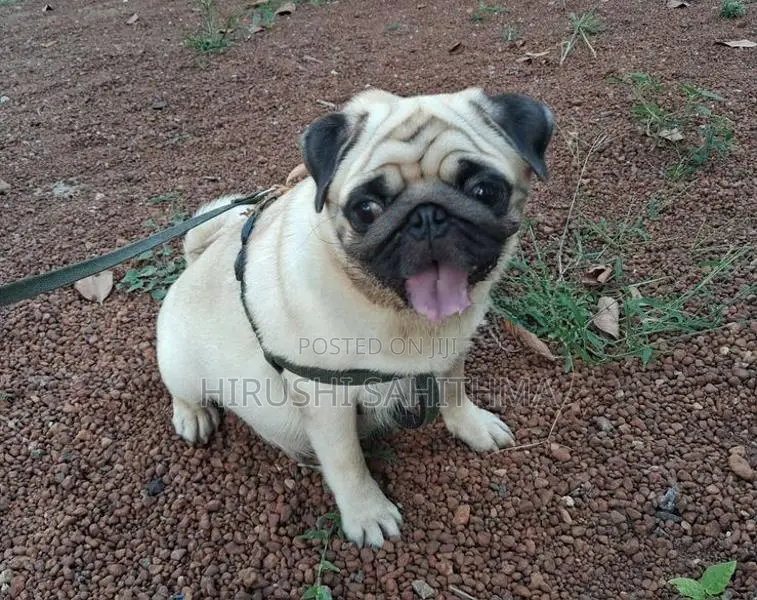 Top Quality First Litter Pug Puppies