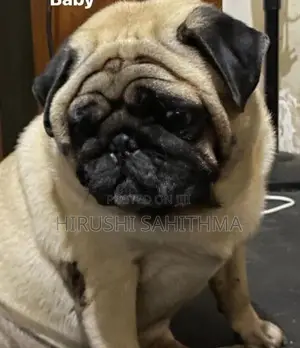 Top Quality First Litter Pug Puppies