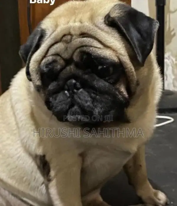 Top Quality First Litter Pug Puppies