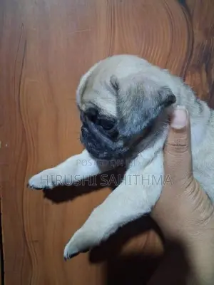 Top Quality First Litter Pug Puppies