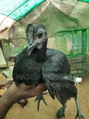Mate Black Kadaknath Chicks