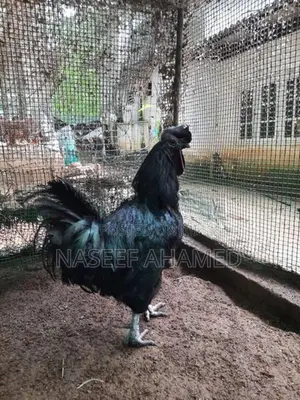 Mate Black Kadaknath Chicks