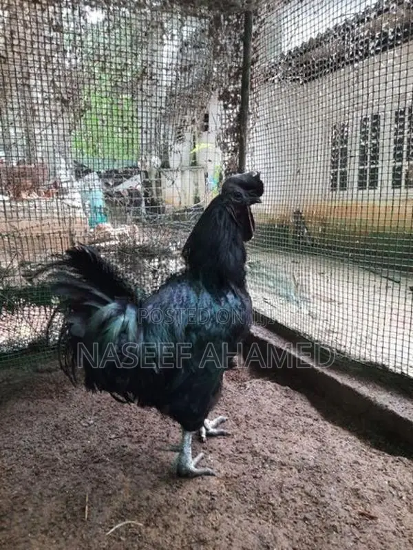Mate Black Kadaknath Chicks