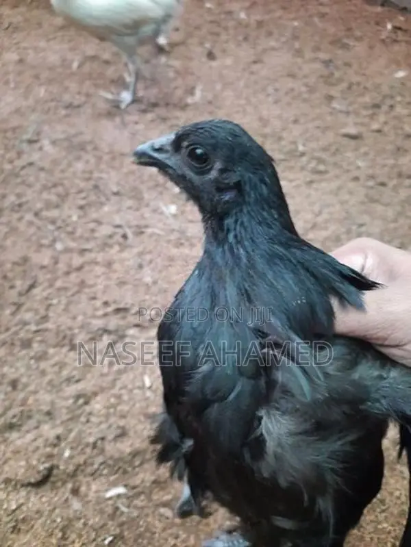 Mate Black Kadaknath Chicks