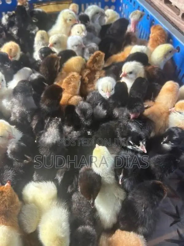 ஒரு நாள் வயதுடைய நாட்டுக்கோழி குஞ்சுகள்