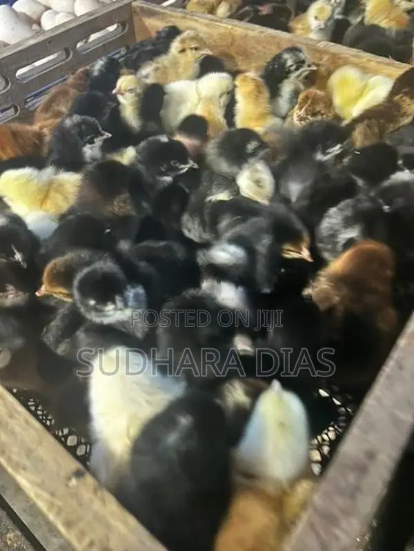 ஒரு நாள் வயதுடைய நாட்டுக்கோழி குஞ்சுகள்