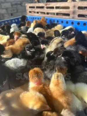ஒரு நாள் வயதுடைய நாட்டுக்கோழி குஞ்சுகள்