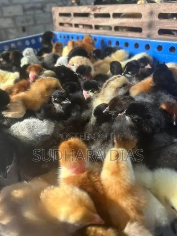 ஒரு நாள் வயதுடைய நாட்டுக்கோழி குஞ்சுகள்