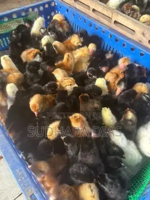 ஒரு நாள் வயதுடைய நாட்டுக்கோழி குஞ்சுகள்