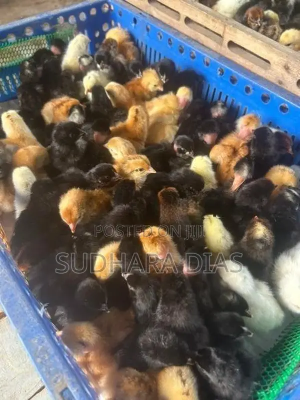ஒரு நாள் வயதுடைய நாட்டுக்கோழி குஞ்சுகள்