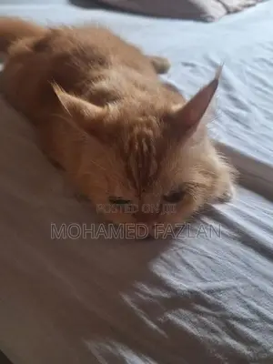 Persian Cat