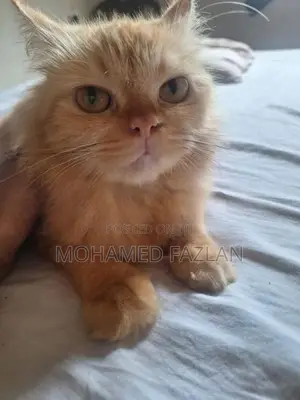 Persian Cat