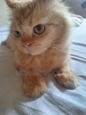 Persian Cat
