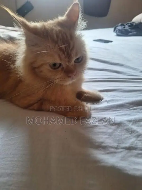 Persian Cat