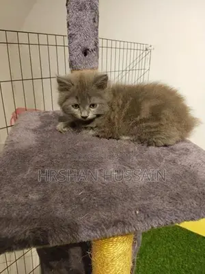 Persian British Kittens Pure Breed