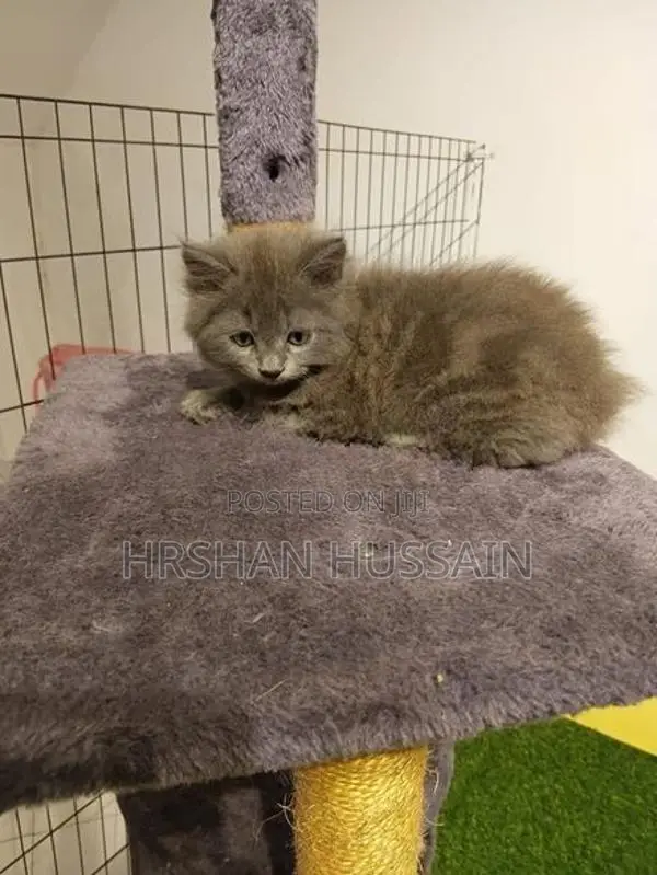Persian British Kittens Pure Breed