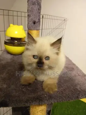 Persian British Kittens Pure Breed