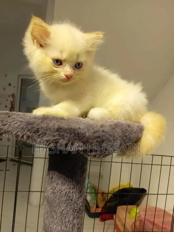 Persian British Kittens Pure Breed