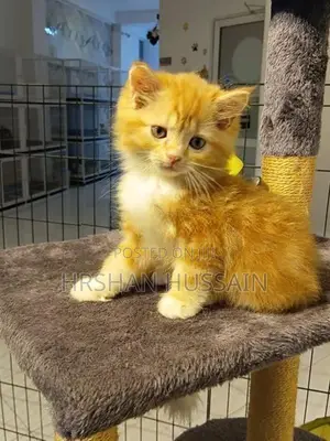 Persian British Kittens Pure Breed