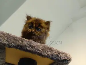 Persian British Kittens Pure Breed