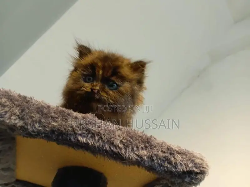 Persian British Kittens Pure Breed