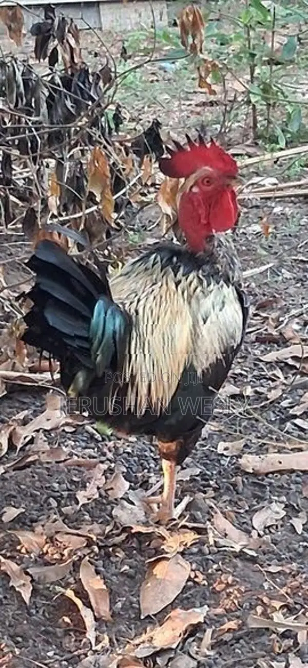 2 Chicken With Hen
