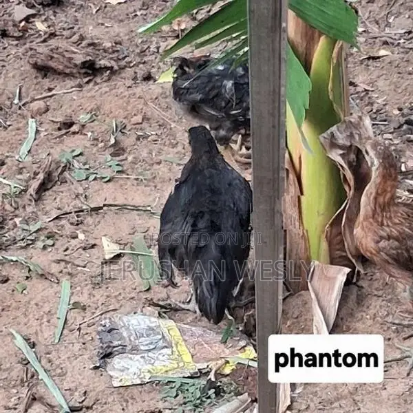 2 Chicken With Hen