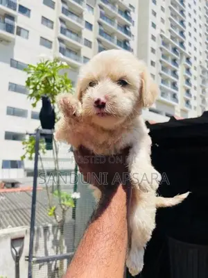 Tibetan Terrier Puppy (Dulux)