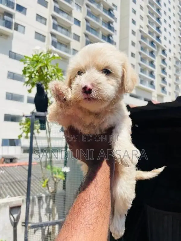 Tibetan Terrier Puppy (Dulux)