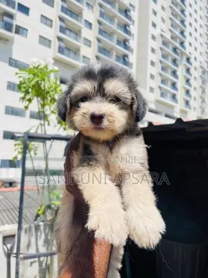 Tibetan Terrier Puppy (Dulux)