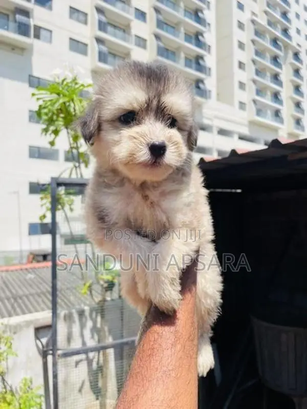 Tibetan Terrier Puppy (Dulux)