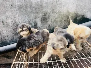 Tibetan Terrier Puppy (Dulux)