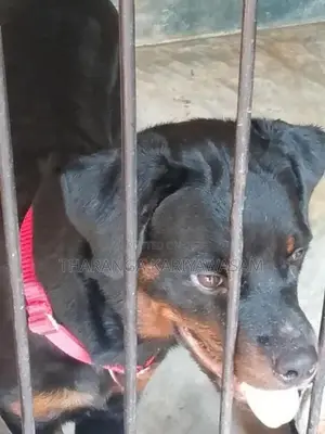 Rottweiler Dog