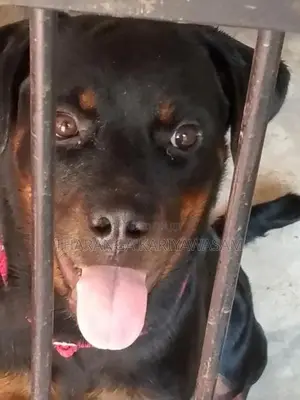 Rottweiler Dog