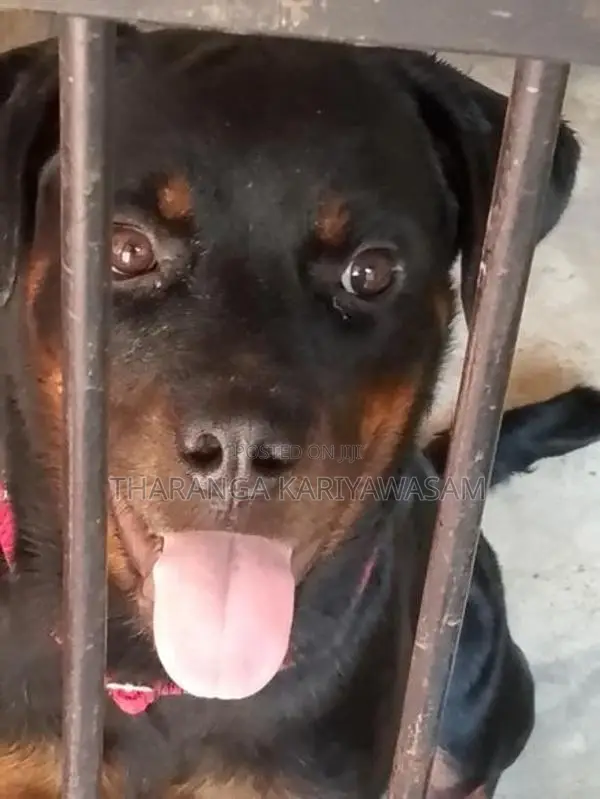 Rottweiler Dog