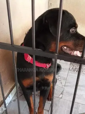 Rottweiler Dog