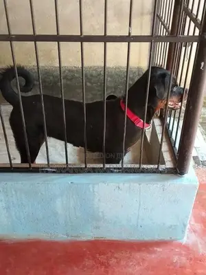 Rottweiler Dog